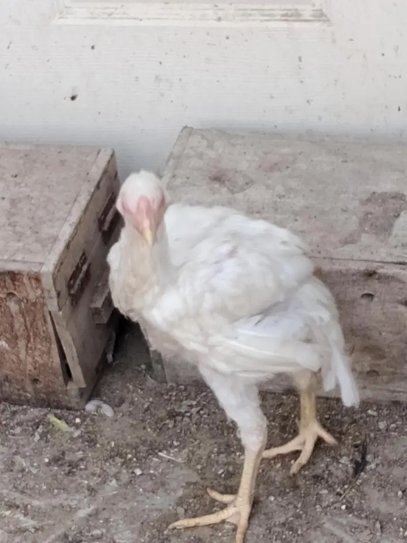 Parrotbeak female — photo 2
