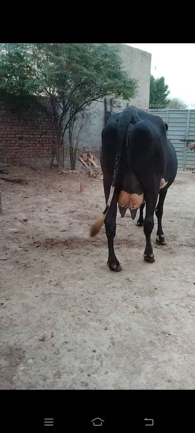 Cholistani Cross cow for sale