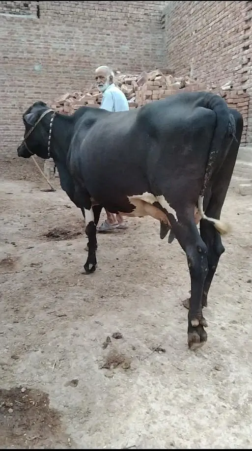 Cholistani Cross cow for sale — photo 2