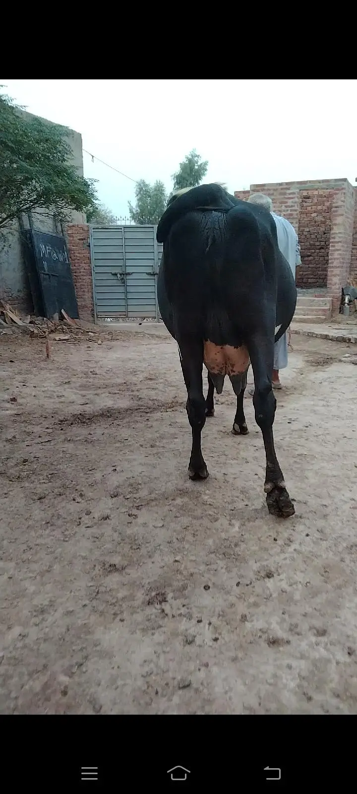 Cholistani Cross cow for sale — photo 3