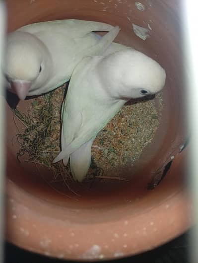 Albino lovebird pair for sale with DNA.