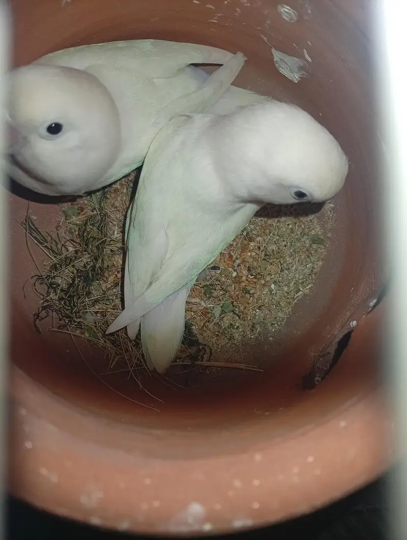 Albino lovebird pair for sale with DNA. — photo 2