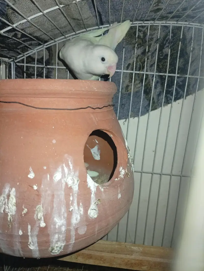 Albino lovebird pair for sale with DNA. — photo 3