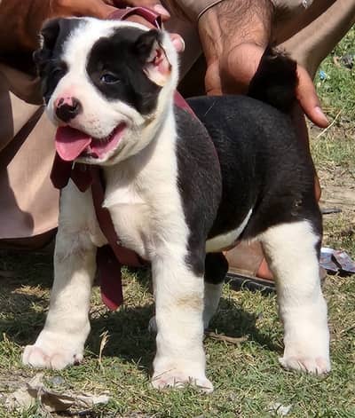 King Alabai dog / alabai puppies / security dog for sale
