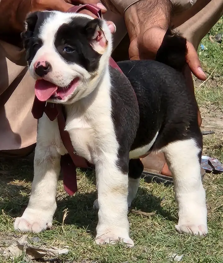 King Alabai dog / alabai puppies / security dog for sale — photo 2
