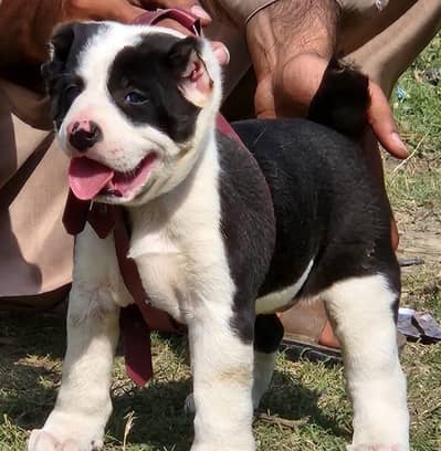 King Alabai dog / alabai puppies / security dog for sale