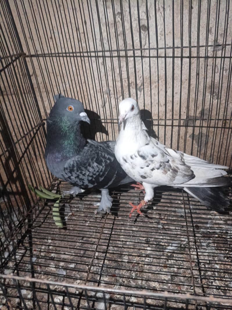 fancy pigeon 0