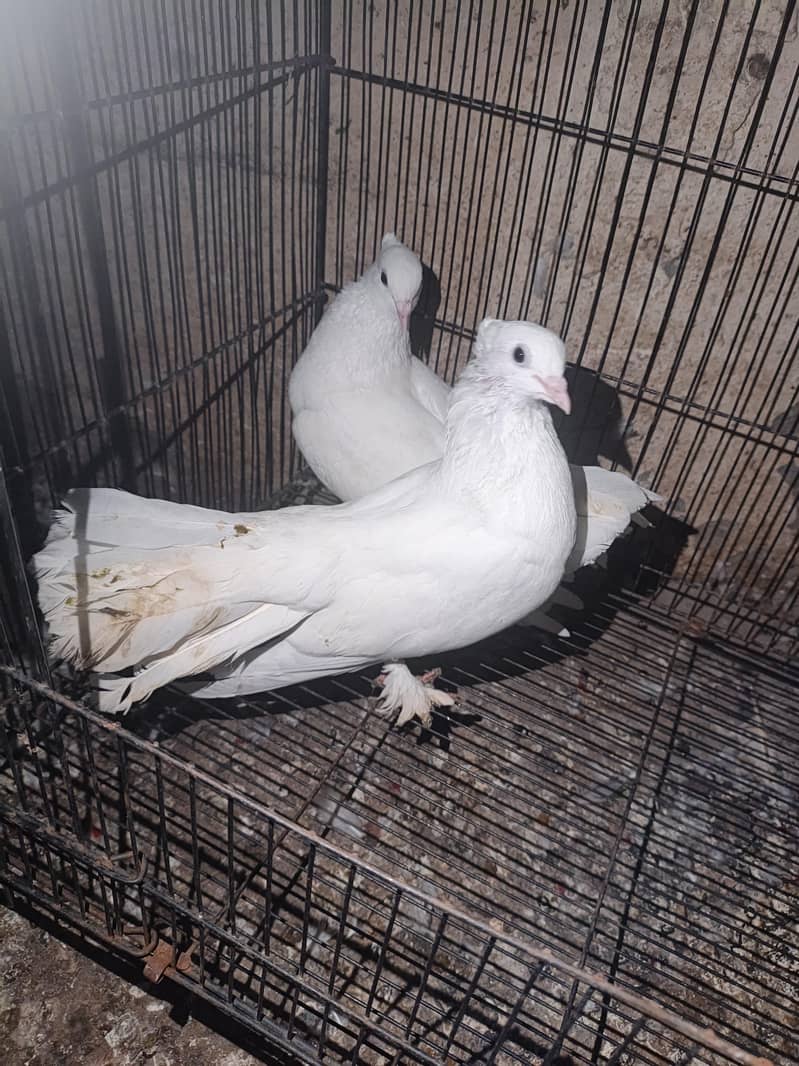 fancy pigeon 1