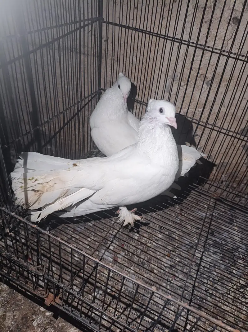 fancy pigeon — photo 2
