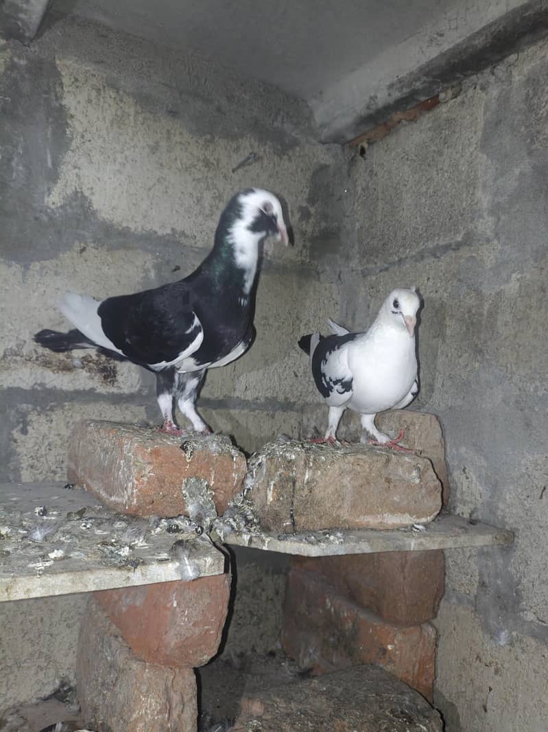 fancy pigeon 2
