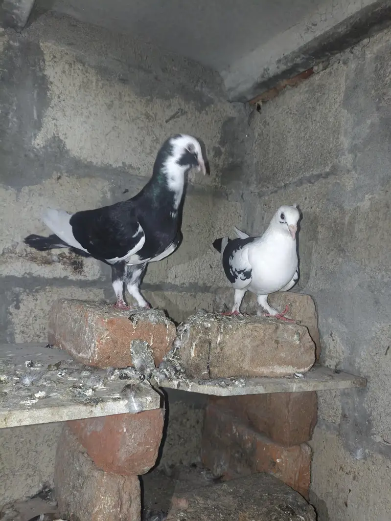 fancy pigeon — photo 3