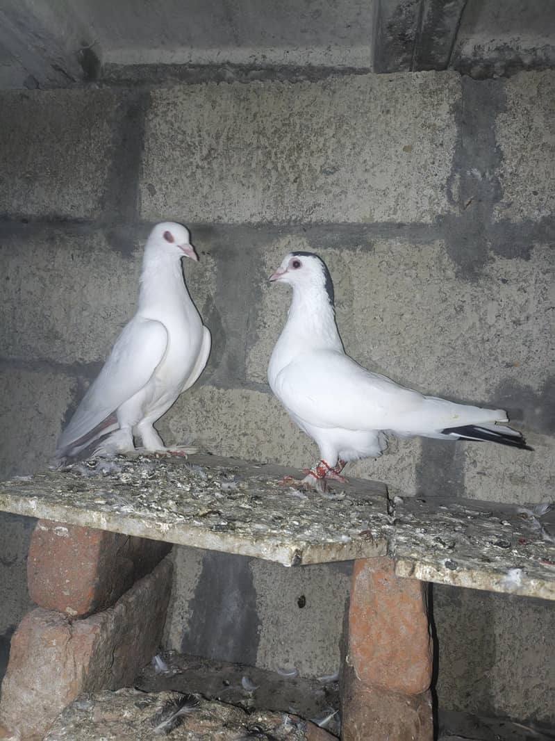 fancy pigeon 3