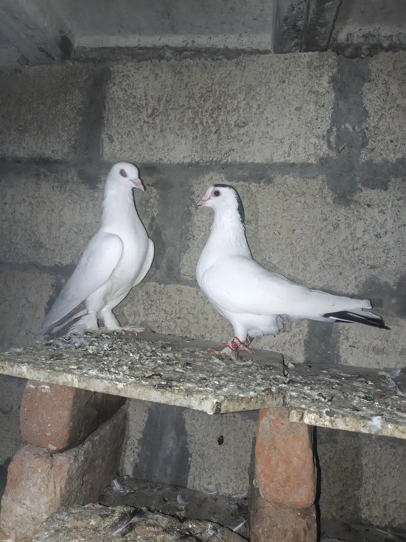 fancy pigeon — photo 4