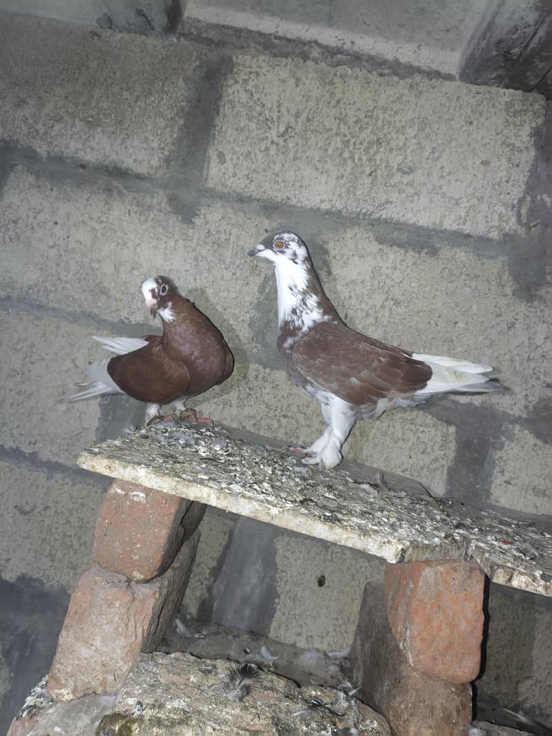 fancy pigeon 4
