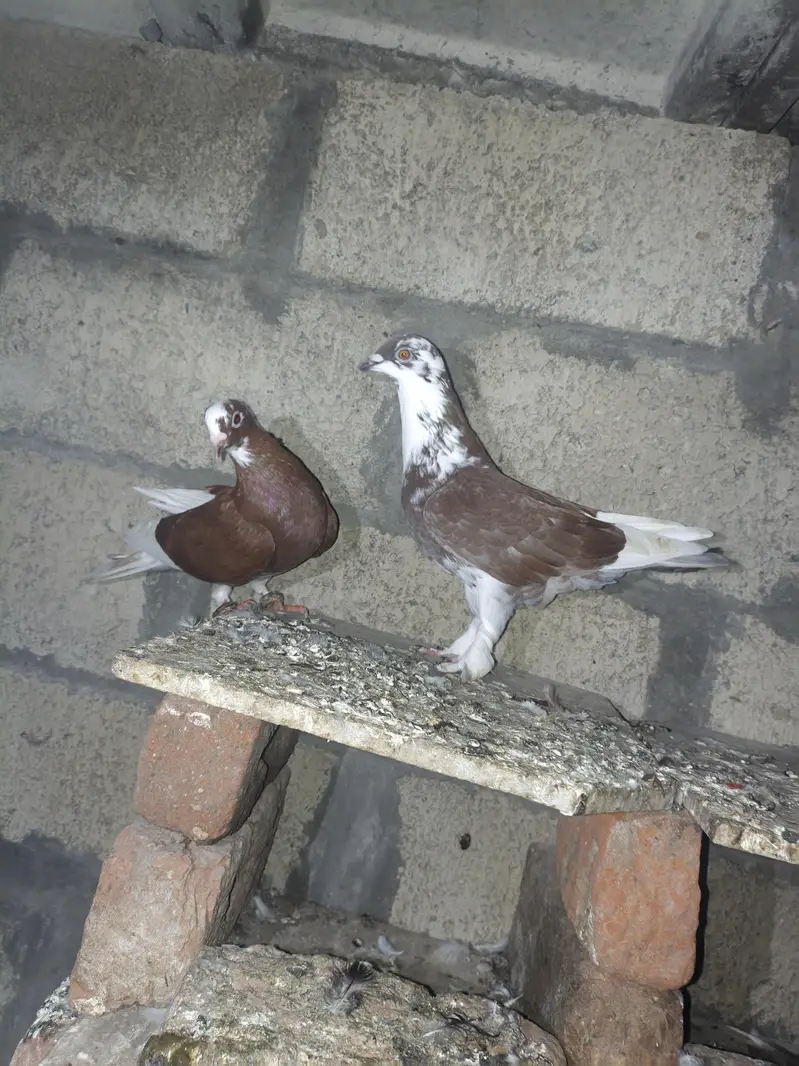 fancy pigeon — photo 5