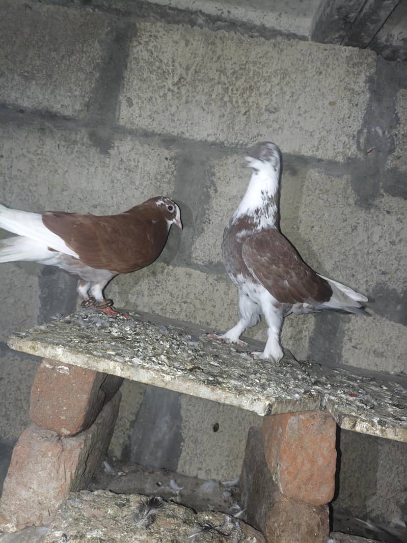 fancy pigeon 5