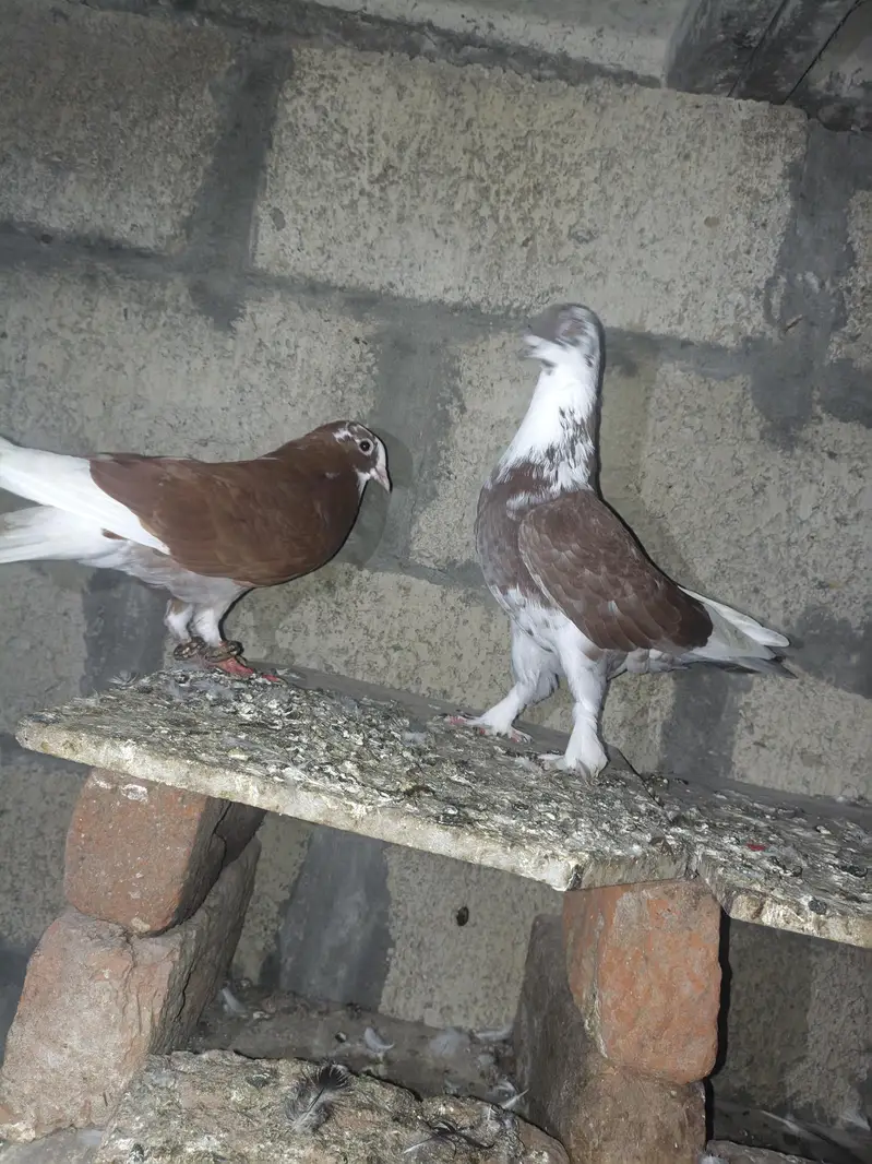 fancy pigeon — photo 6