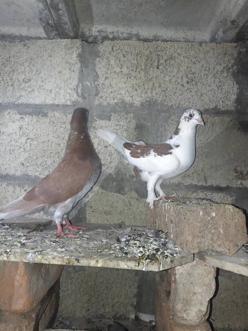 fancy pigeon 6