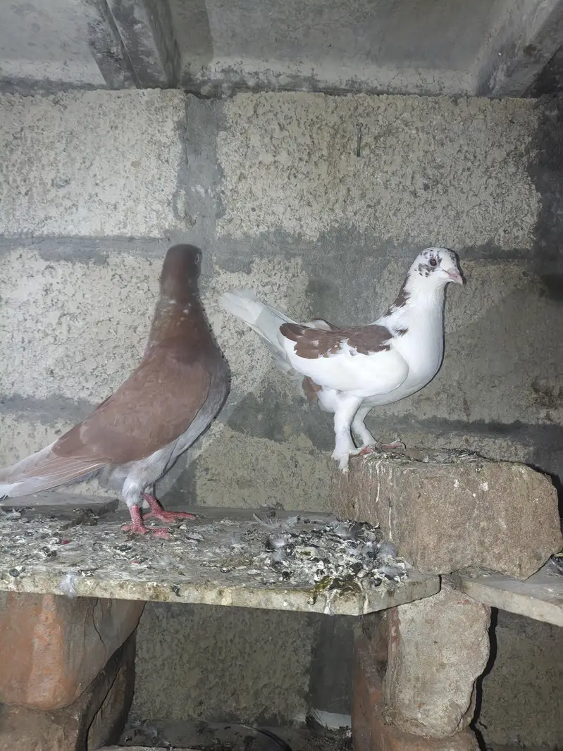 fancy pigeon — photo 7