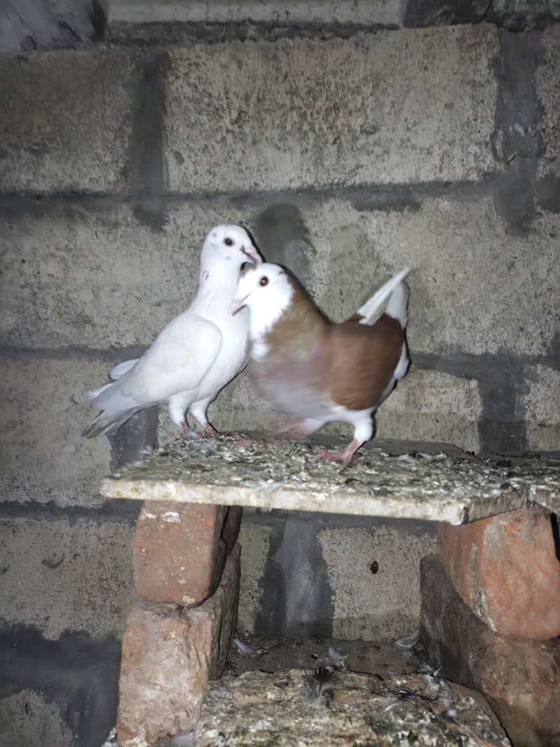 fancy pigeon 7