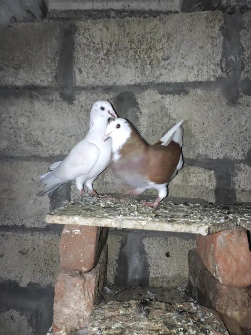 fancy pigeon — photo 8