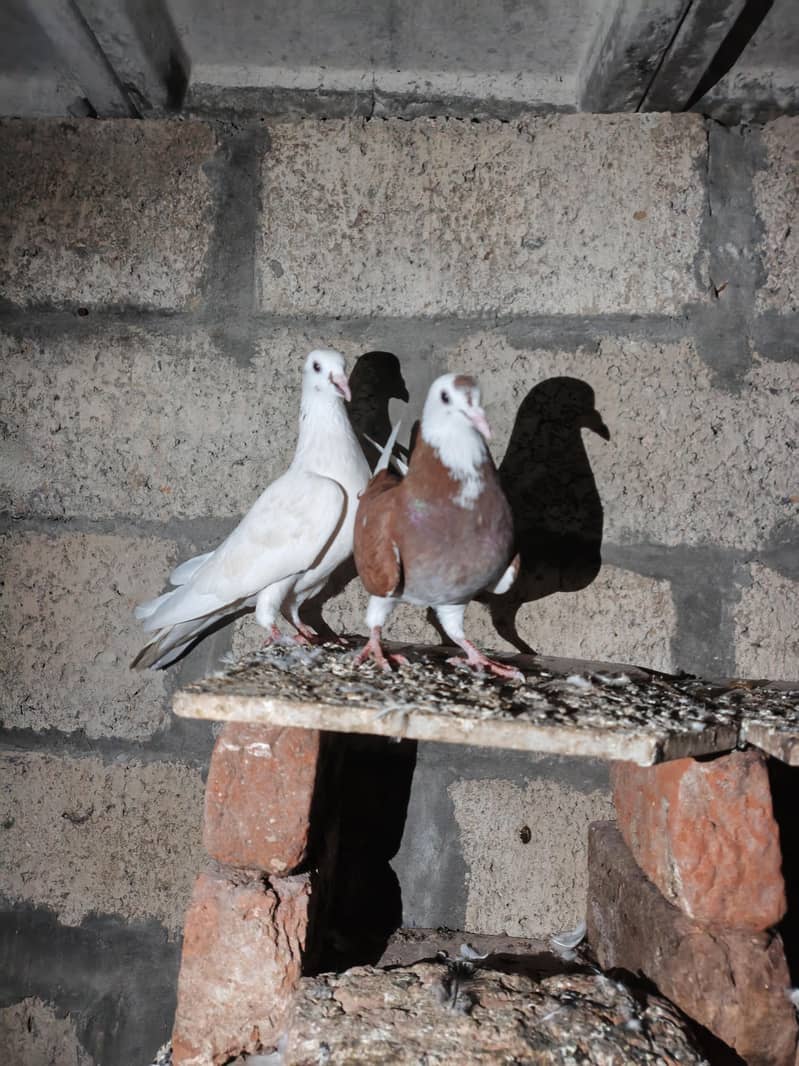 fancy pigeon 8