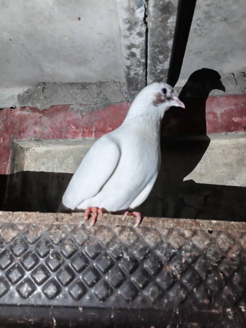 fancy pigeon 9