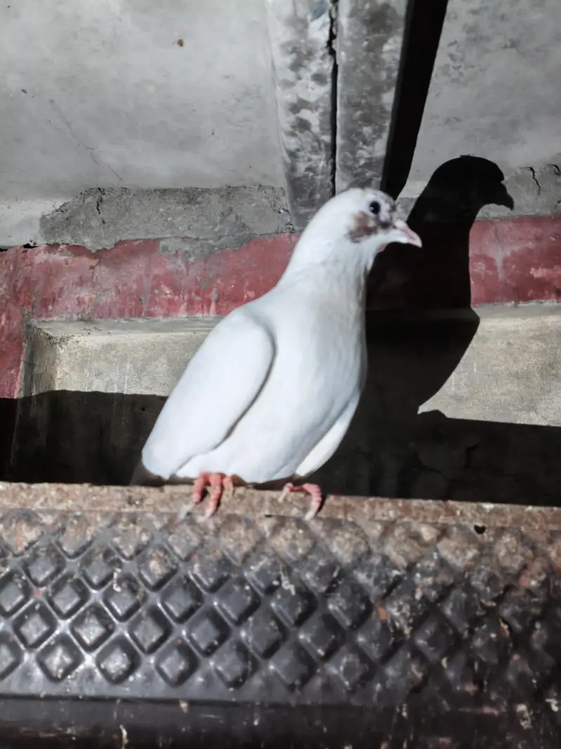 fancy pigeon — photo 10