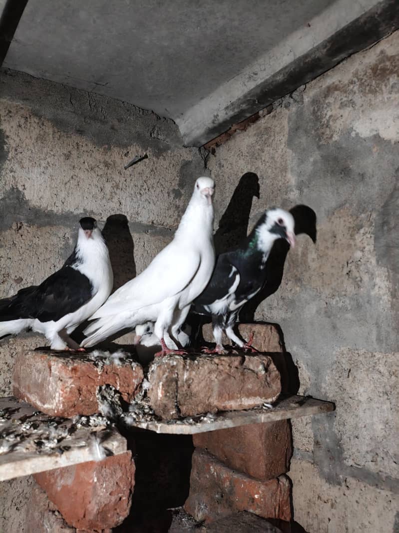 fancy pigeon 10