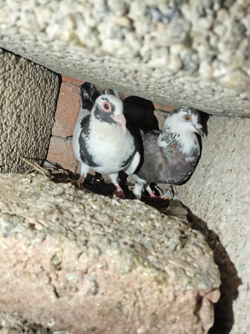 fancy pigeon — photo 12
