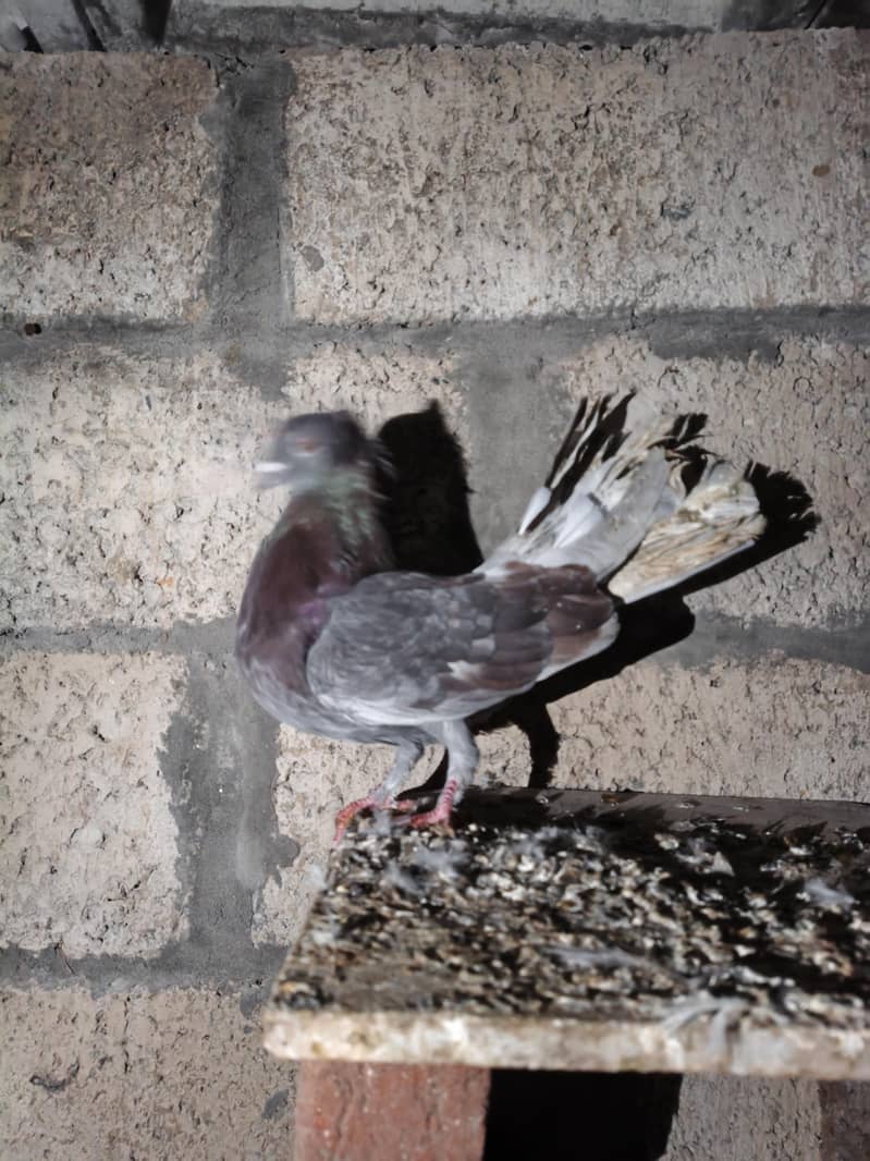 fancy pigeon 12