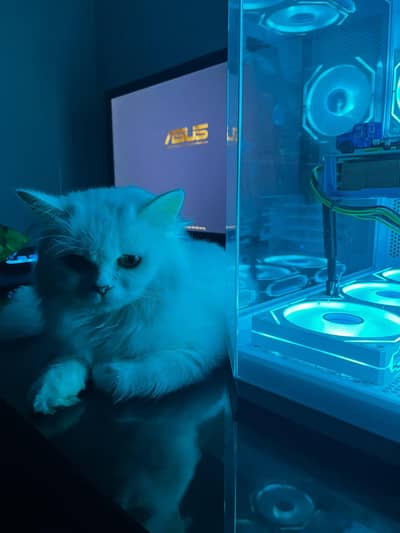 cat for sale