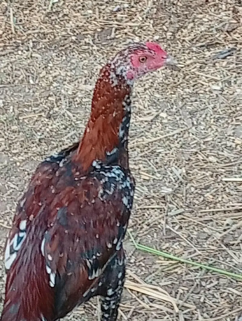 Aseel Hen — photo 2