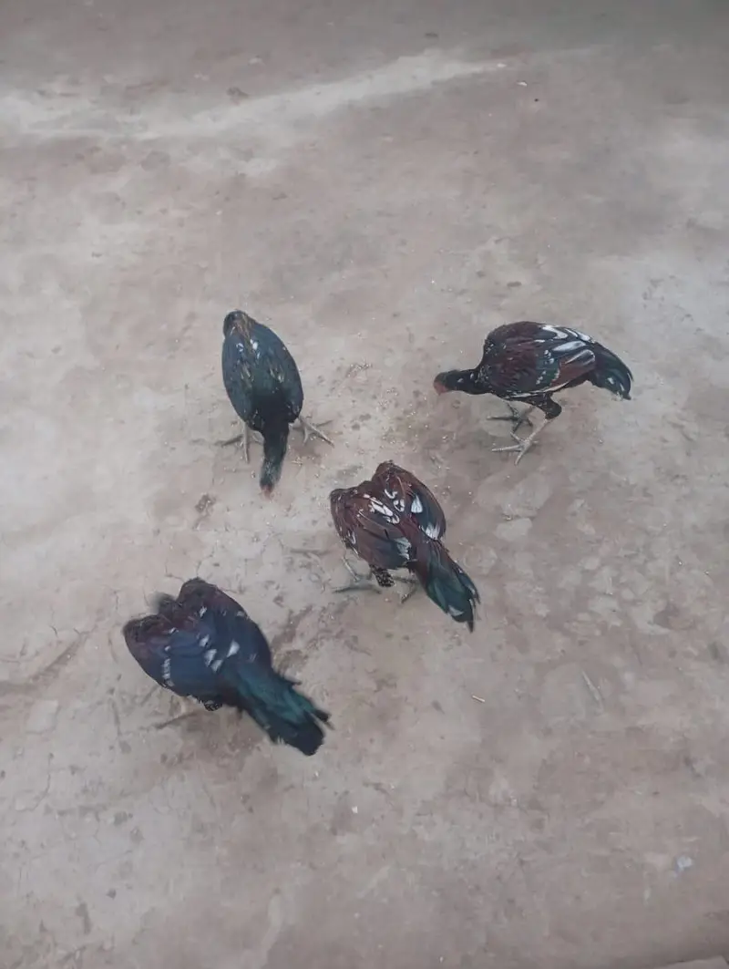 Aseel Hen — photo 3