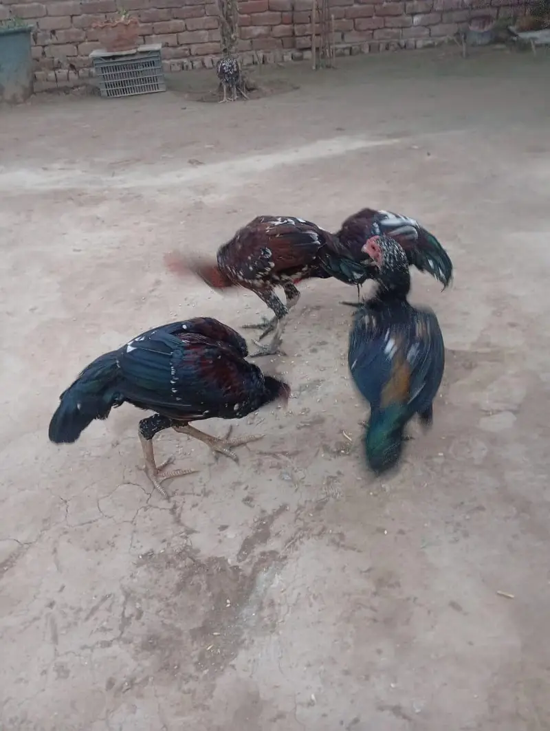 Aseel Hen — photo 4