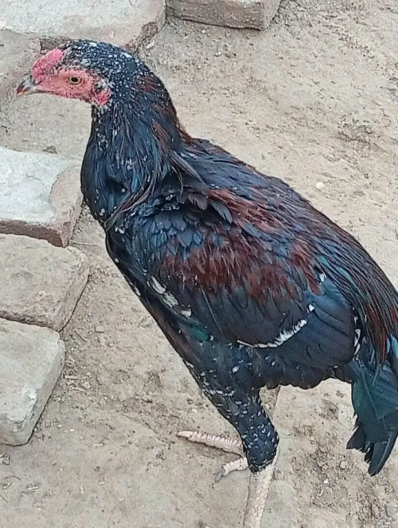 Aseel Hen — photo 5