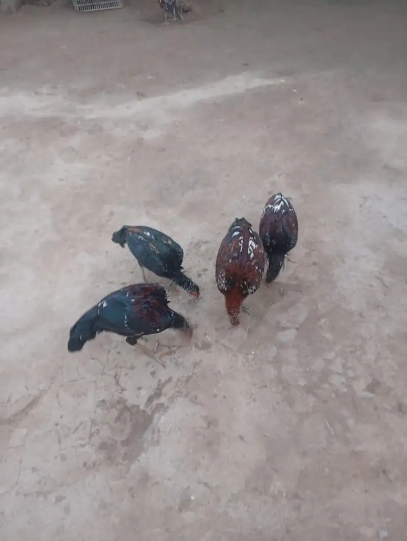 Aseel Hen — photo 6