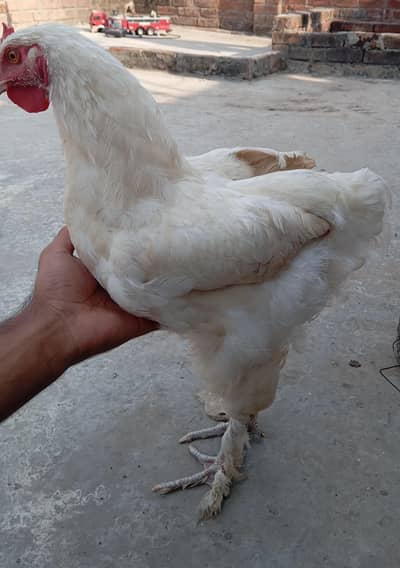 BIG offer/Healthy active male/urgent sale