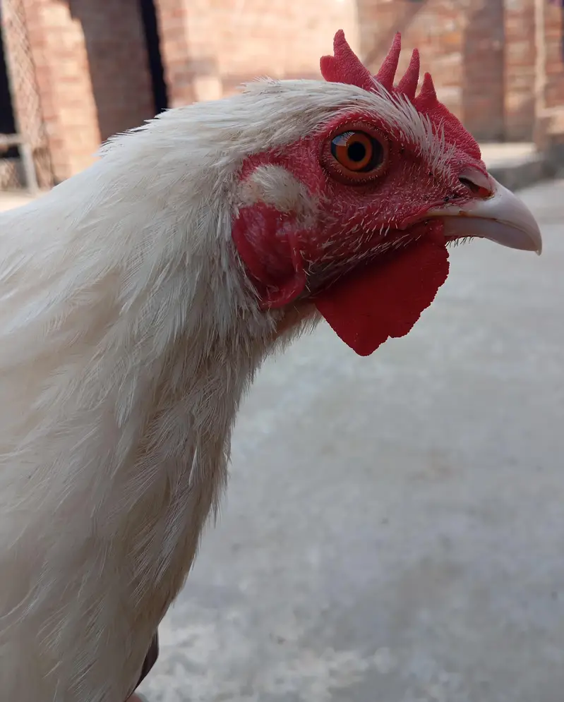 BIG offer/Healthy active male/urgent sale — photo 2