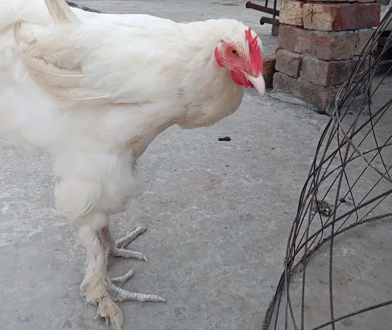 BIG offer/Healthy active male/urgent sale — photo 3