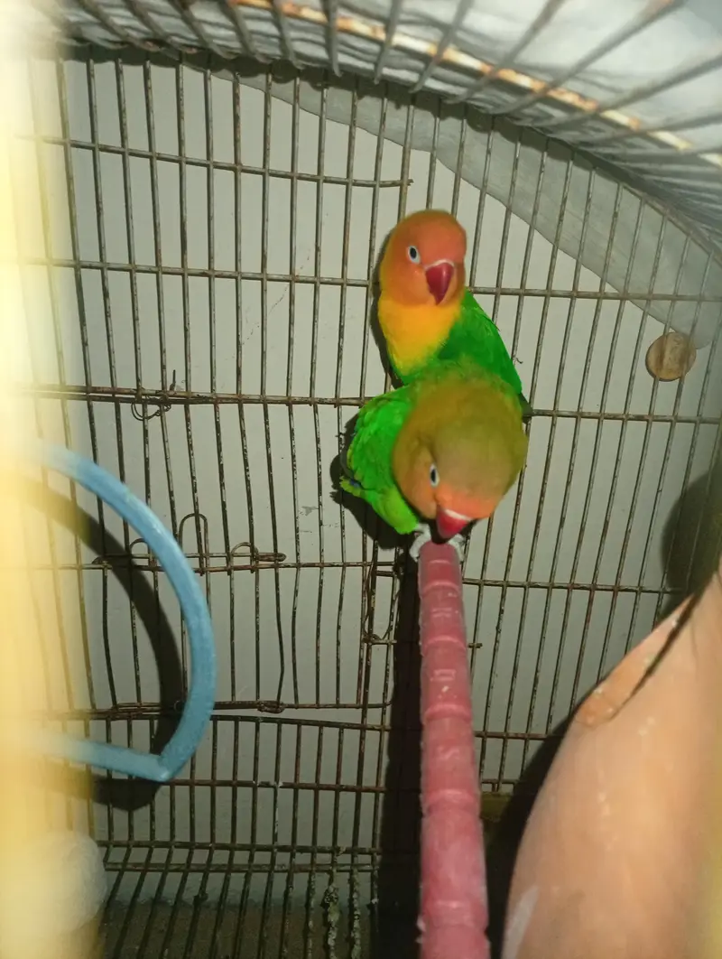 Albino lovebird pair for sale with DNA. — photo 4