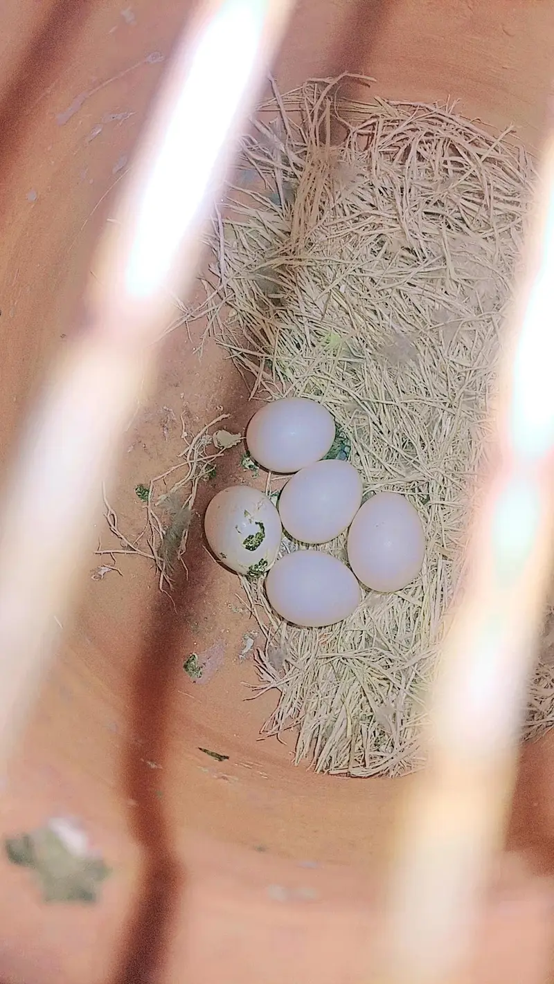 Albino lovebird pair for sale with DNA. — photo 5