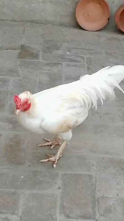 pure breeder Heera Male in cheap price