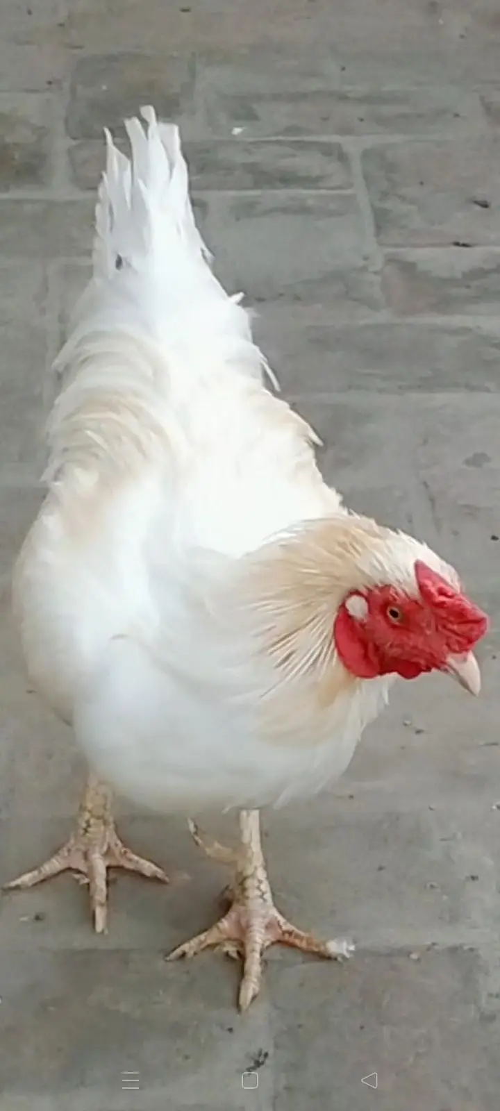 pure breeder Heera Male in cheap price — photo 2