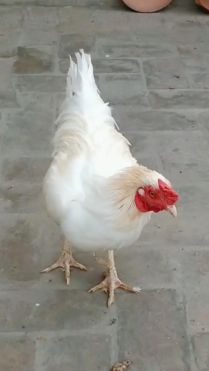 pure breeder Heera Male in cheap price — photo 3