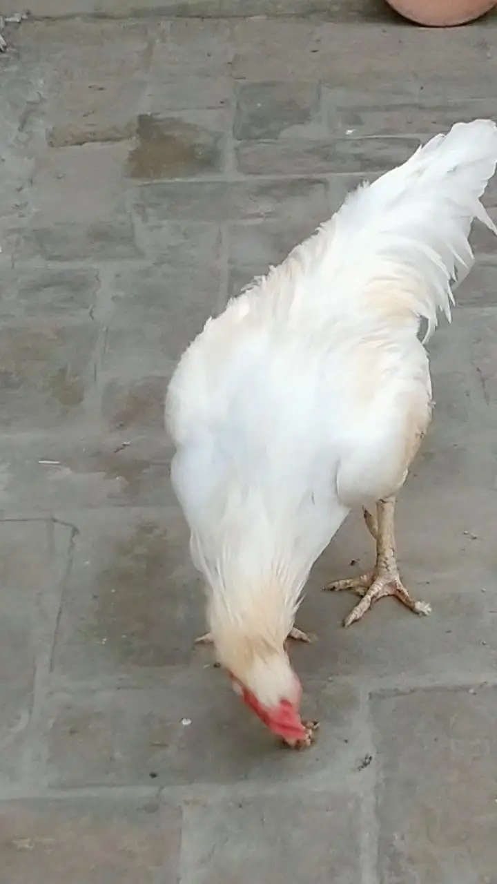 pure breeder Heera Male in cheap price — photo 4
