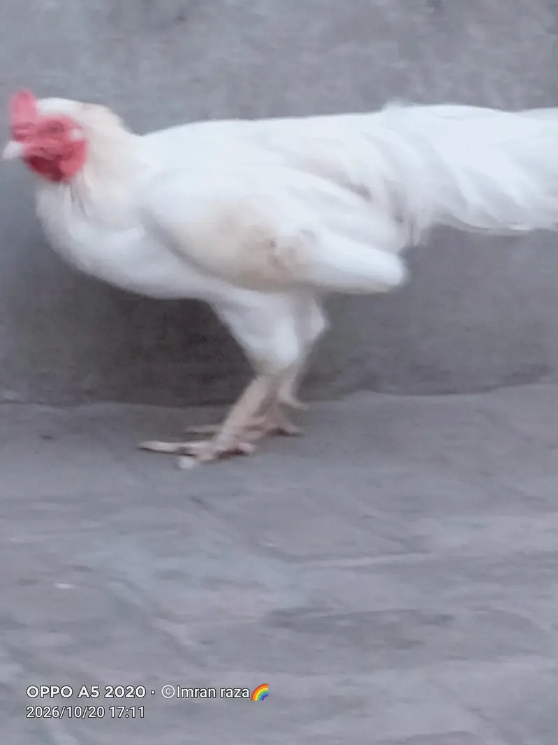 pure breeder Heera Male in cheap price — photo 5