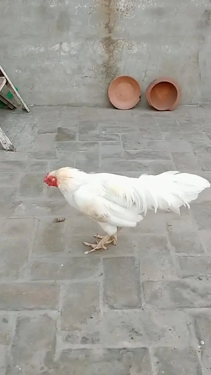 pure breeder Heera Male in cheap price — photo 6