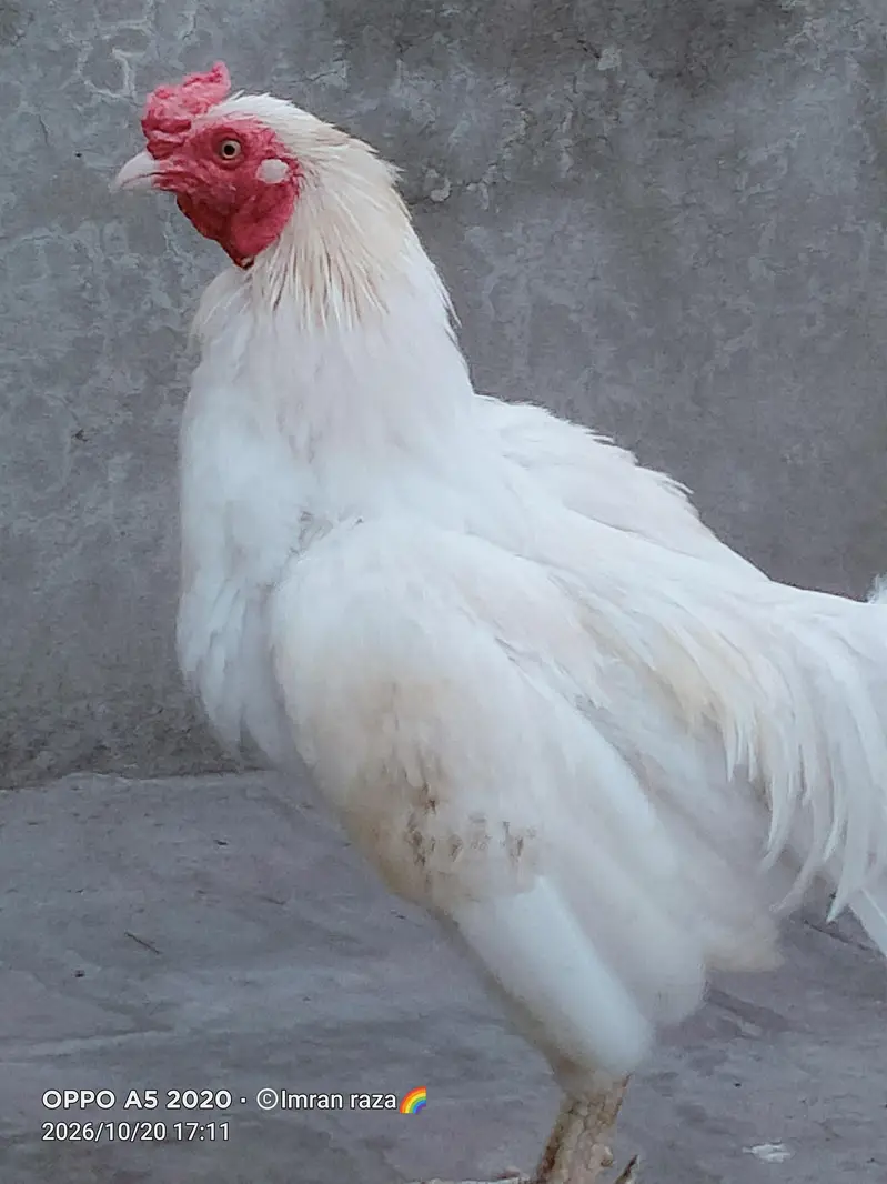 pure breeder Heera Male in cheap price — photo 7