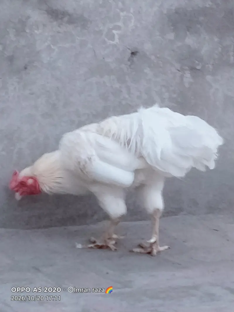 pure breeder Heera Male in cheap price — photo 8